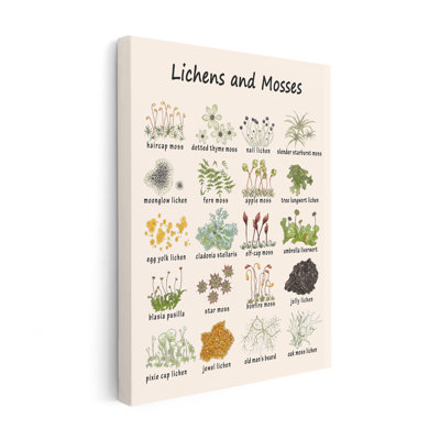 Lichens and Mosses