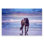 «Wild Horse on Beach Colorful Blue Sunset» par PHBurchett - reproduction de photo