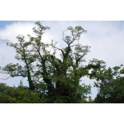 Mossy Reaching Branches - Wrapped Canvas Art Prints