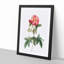 Provins Rose in Pink by Pierre-Joseph Redoute - Picture Frame Painting Print-55602137-55602138