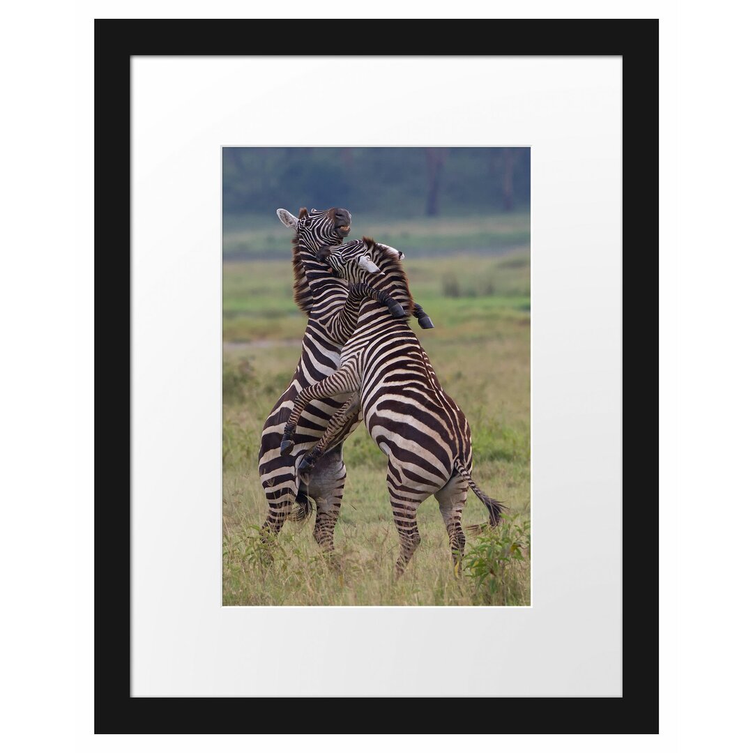 Gerahmtes Poster Kämpfende Zebras