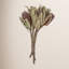 Vickerman 12" Natural Pink Banksia Menzi Flower with Stem. Includes 3 Stems per Pack, Dried