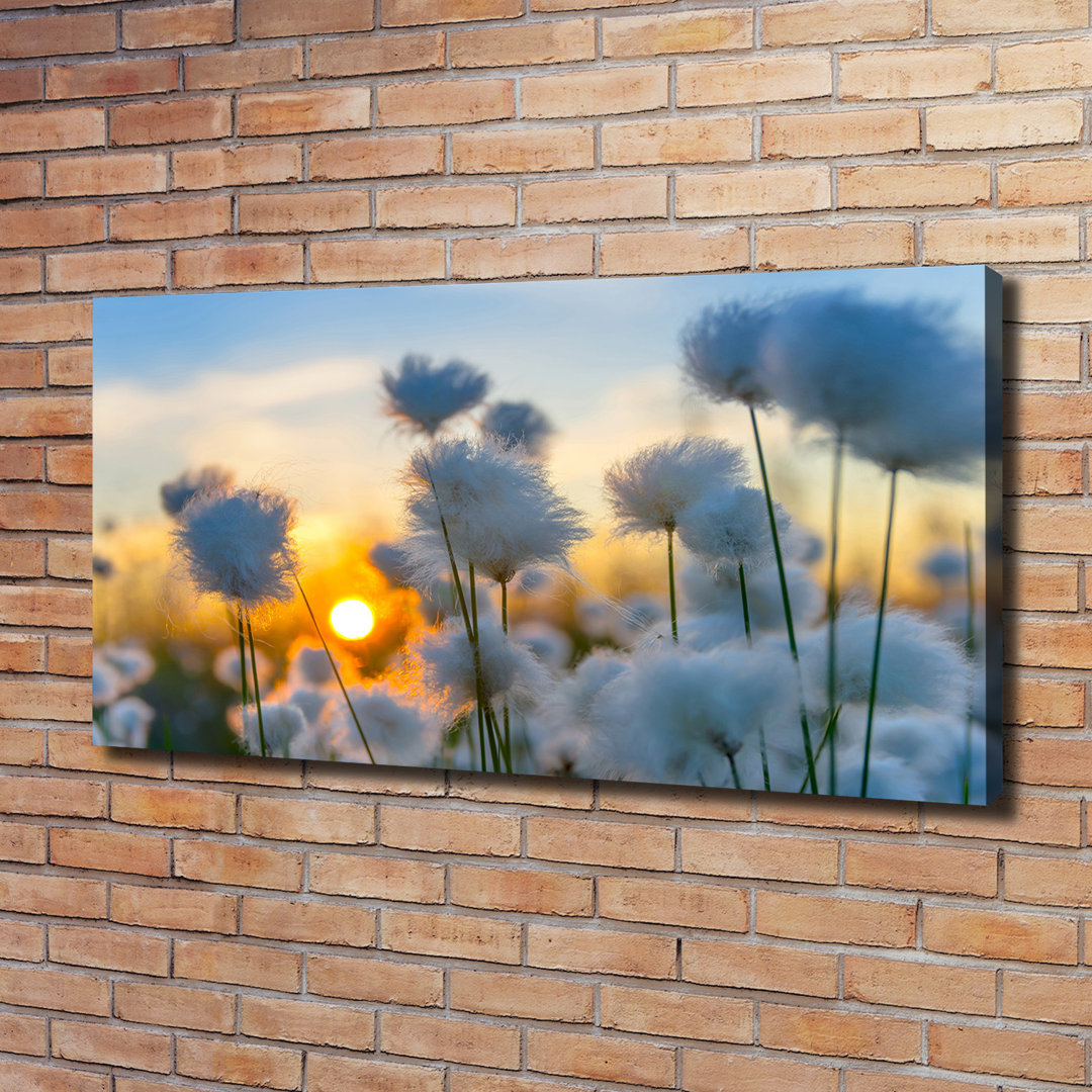 Baumwollgras - Kunstdrucke auf Leinwand - Wrapped Canvas