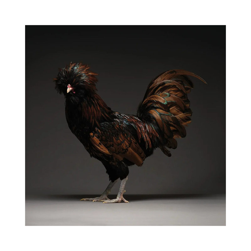 «Gold Laced French» par Chicken - photographie sur toile tendue, H 12 po x l 12 po x P 0,75 po