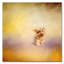 «Yorkie qui court dans le vent», impression sur toile tendue Vidur-22072022