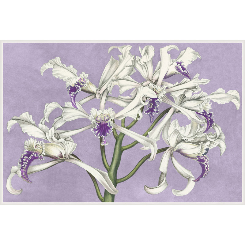 White Orchids on Lilac Framed Painting Canvas