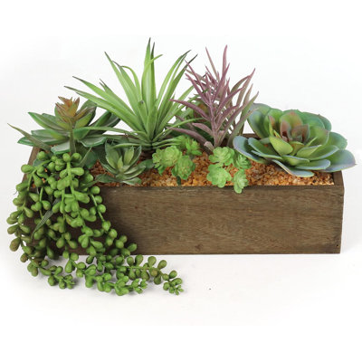 Arrangement succulent Anre