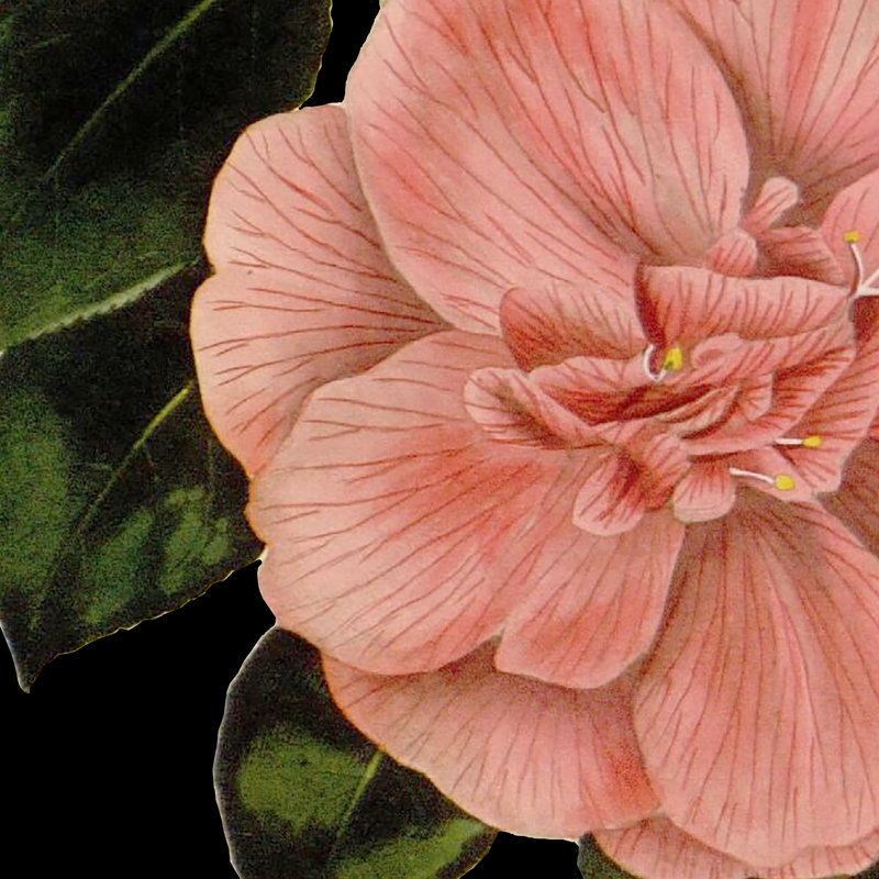 Dramatic Camellia I by Vision Studio - Wrapped Canvas Painting, 91cm H x 91cm W x 3.8cm D