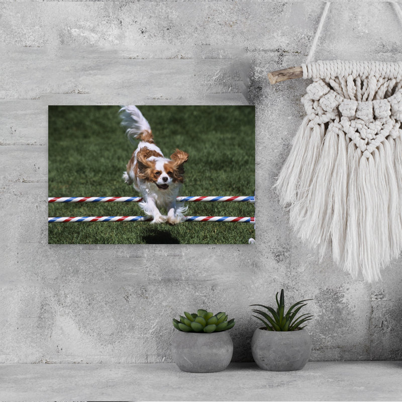 2000S Cavalier King Charles Spaniel Dog Agility Jumping Classic Retro Vintage Dog Wall Art, H 12 po x l 18 po