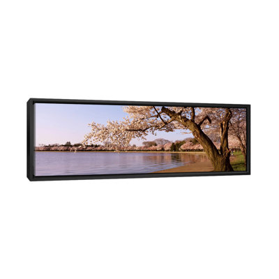 " Cherry Blossom Tree Along A Lake, Potomac Park, Washington, D.C "