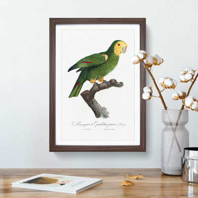 Yellow-Shouldered Amazon Parrot by F. Levaillant - Picture Frame Graphic Art Print