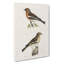 Chaffinch Birds by Von Wright - Wrapped Canvas-55370420