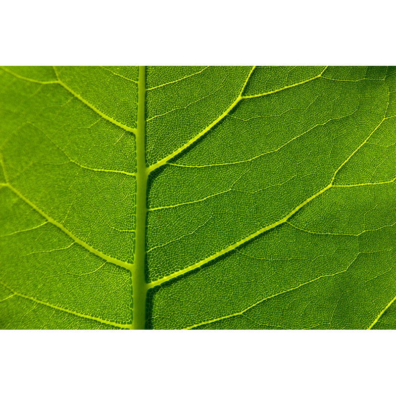 Leaf Detail II by Wweagle - Wrapped Canvas Print, 81cm H x 122cm W