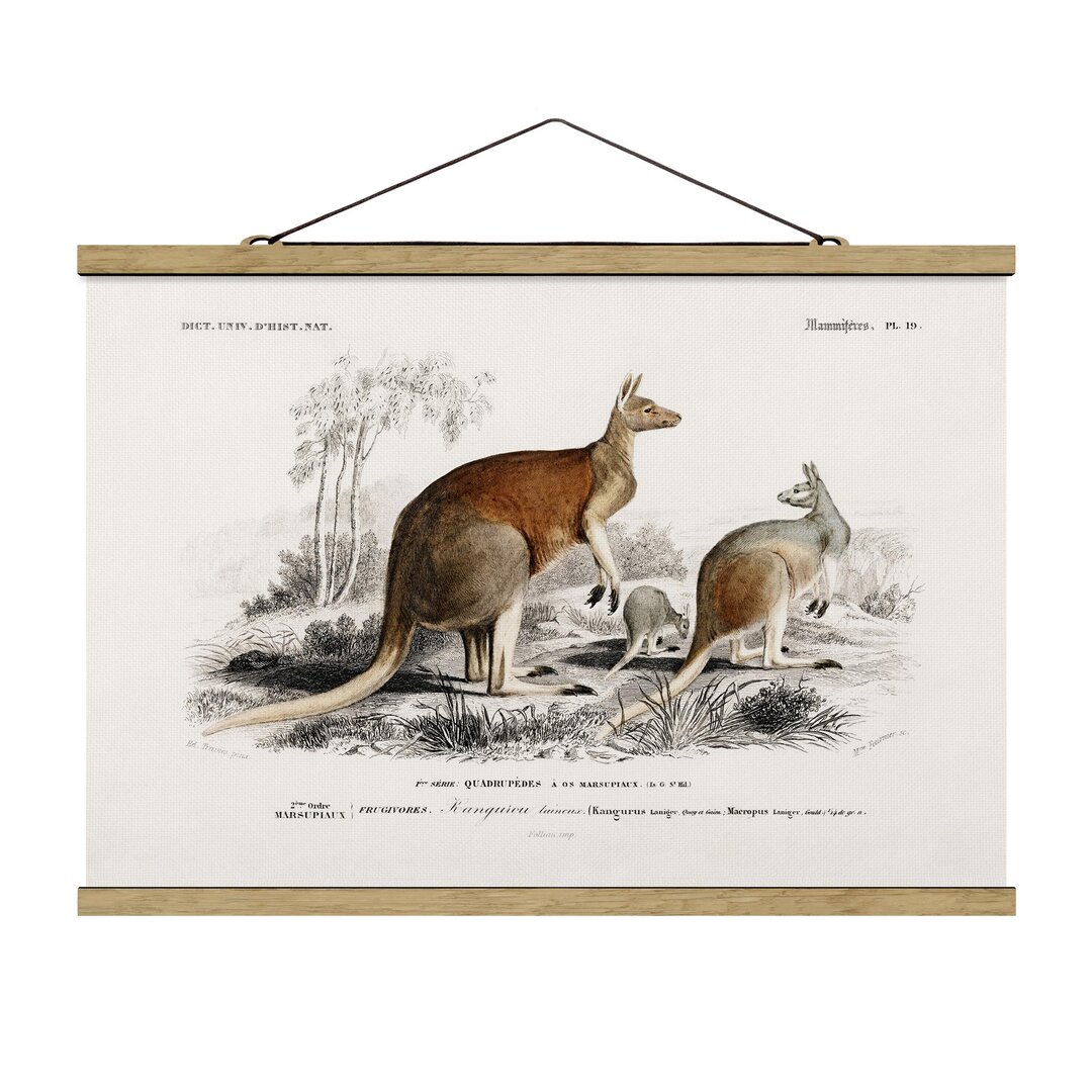 Stoffbild Vintage Educational Kangaroo Board