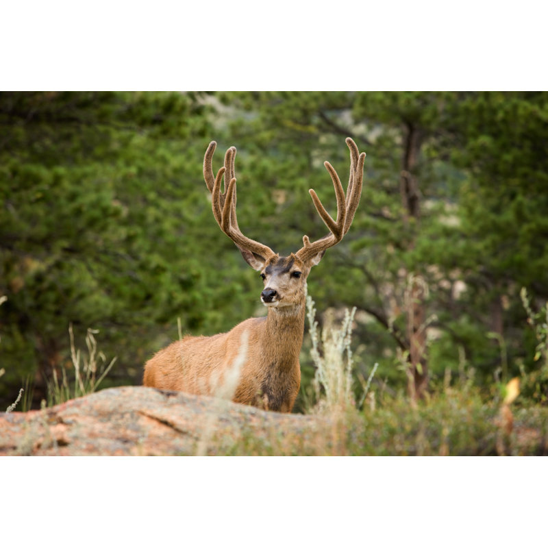 Regal Wild Mule Deer by Jimkruger - No Frame Print on Canvas, 51cm H x 76cm W