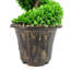 Faux Topiary in Planter-112376025-93622445
