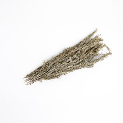 White Wash Dried Plants Bunch