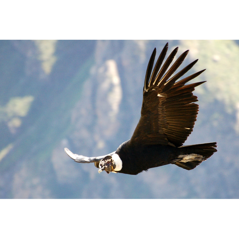 Beautiful Condor In The Andes by CarGe - Wrapped Canvas Print, 30cm H x 46cm W