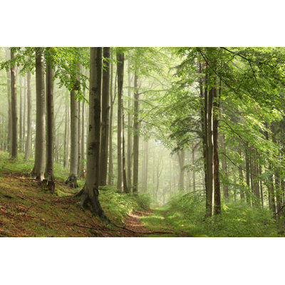 " Forest Trail "
