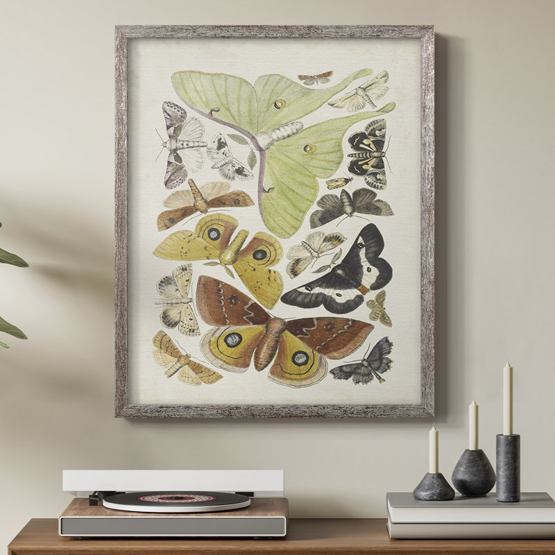 Antique Moths I, reproduction encadrée - bois massif, H 15 po x l 12 po