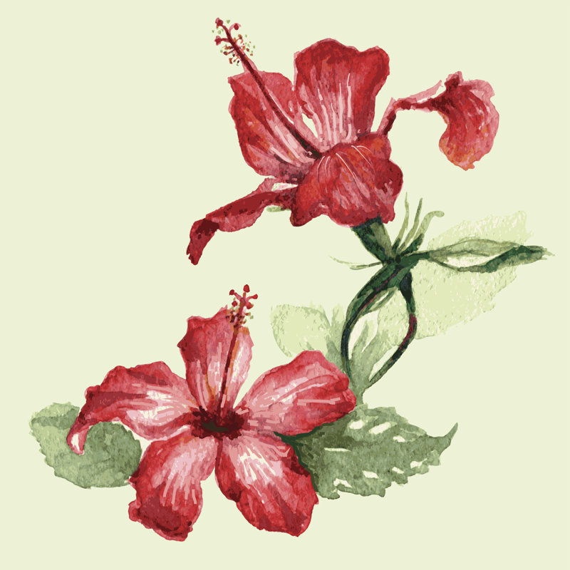 Kerveen Watercolour Flower Hibiscus - Wrapped Canvas Painting, 30cm H x 30cm W x 3.8cm D