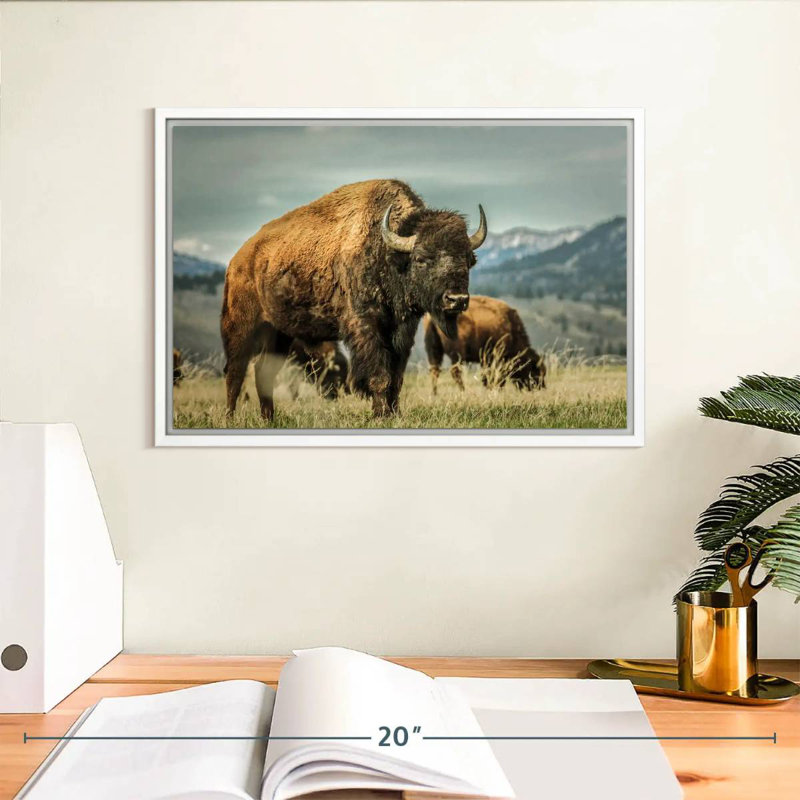 Bison du Wyoming, Cadre flottant blanc, 13 po x 9 po