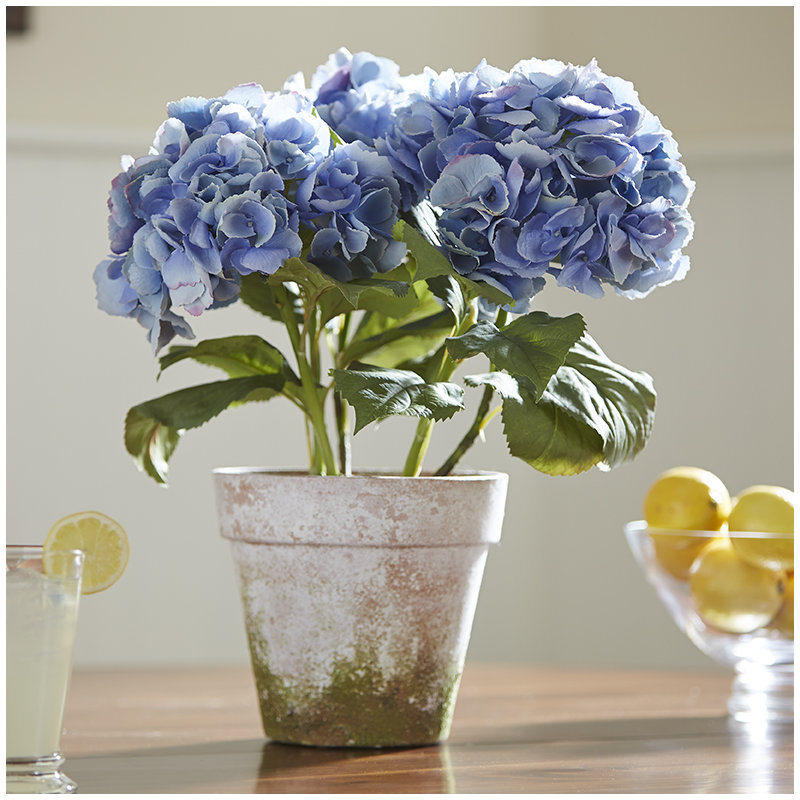 Potted 3 Stem Hydrangea, Blue
