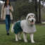 Pet Raincoat-132283235