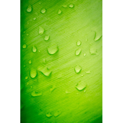 Fresh Green Leaf - Wrapped Canvas Print
