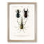 Beetle Illustrations PL.7 by Charles D'Orbigny - Single Picture Frame Print-55544019-55544023