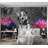 Animal Wallpaper Wall Mural - DJ Dog-863094625