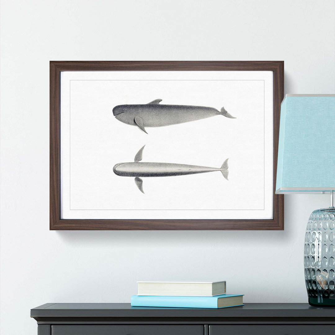 Blackfish Whale by C.M. Scammon - Framed Print