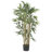 Multi Bambusa Bamboo Silk Tree-524981745