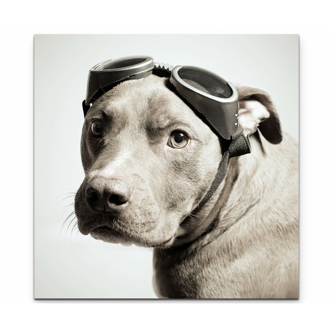 Leinwandbild Pitbull Portrait mit Pilotenbrille