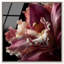 Velvet Labellum High-Gloss Frameless Acrylic Glass Wall Art Floral & Botanical Print by Oliver Gal, Ready to Hang, 12 x 12-1516908894-1516908895