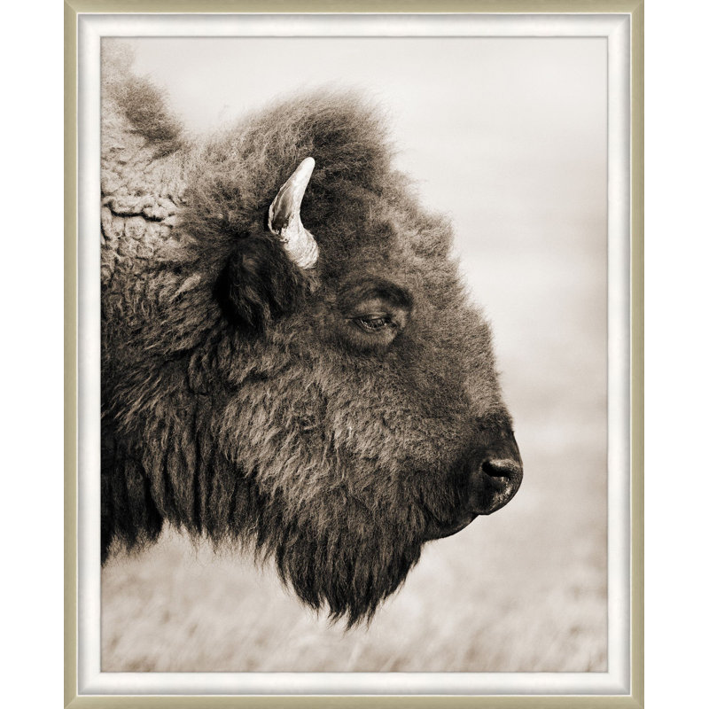 " Badlands Bison "