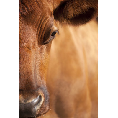 Portrait de vache par Lordrunar