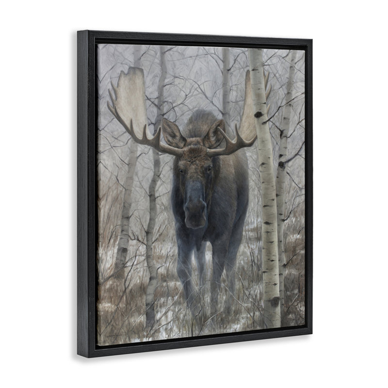 Cadre flottant Moose in Winter Birch Forest, design par James Corwin, Cadre flottant noir de jais, H 21 po x l 17 po