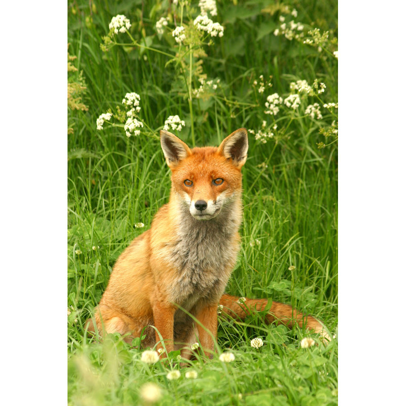 Fox With Umbels by AtWaG - No Frame Art Prints on Canvas, 46cm H x 30cm W