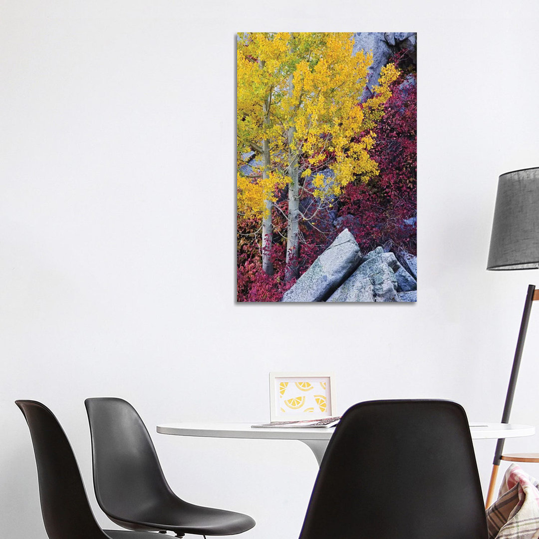 Usa, California, Sierra Nevada Mountains. Mountain Dogwood And Aspen Trees In Autumn. by Jaynes Gallery - Wrapped Canvas Gallery-Wrapped Canvas Giclée