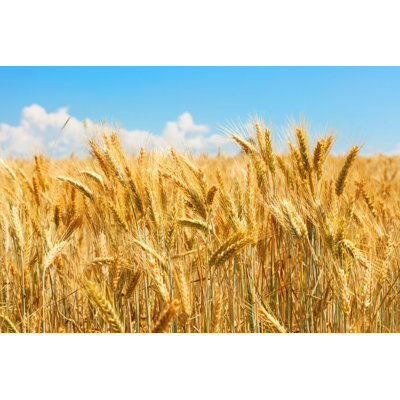 Maurissa " Wheat Field "