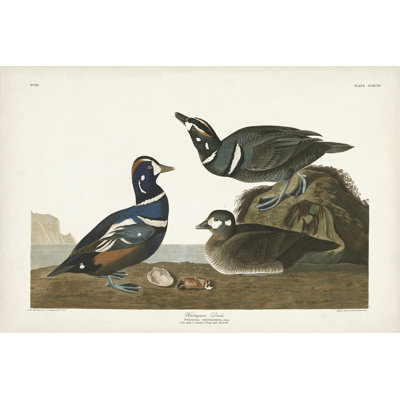Pl 297 canard arlequin