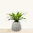 Waltraude ECOBO Eco-Friendly Round Pot Planter, Oka Indoor/Outdoor For Season Use-1044523400-1042266473-1059779763