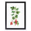 Redcurrant Flowers by Pierre-Joseph Redoute - Picture Frame Painting Print-55598508-55598511