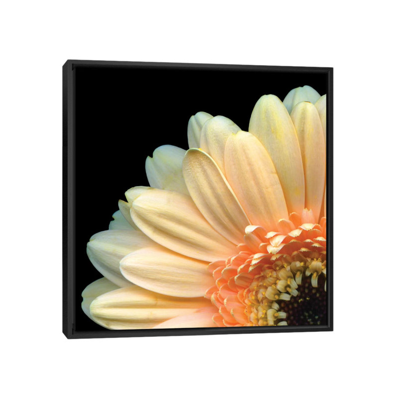 «A Pekk-a-boo Gerbera» par Magda Indigo - Estampe numérique sur toile tendue, H 37 po x l 37 po x P 1,5 po, Pas de tapis
