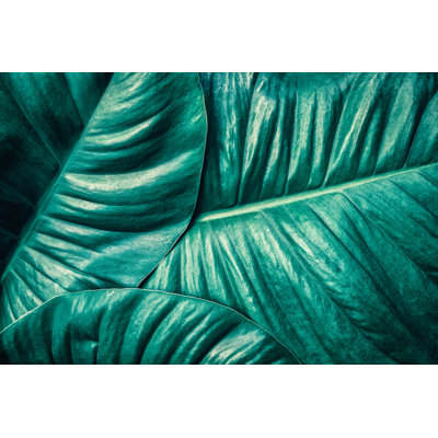 Tropical Palm Leaf, Dark Green Toned - Wrapped Canvas Print