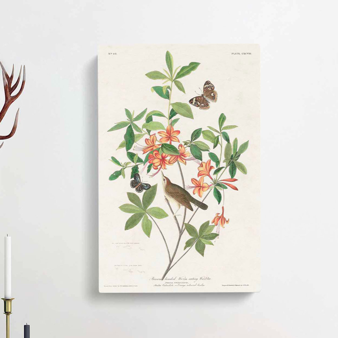 Warbler Bird & Butterflies by John Audubon - Wrapped Canvas