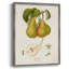 Vintage Pears V, reproduction encadrée - bois massif-1852239385