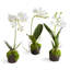 Dendrobium Drop-In