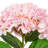 Fabric Hydrangea Arrangement-1773174585